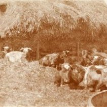 Omc1985.008.153 Image 600dpi